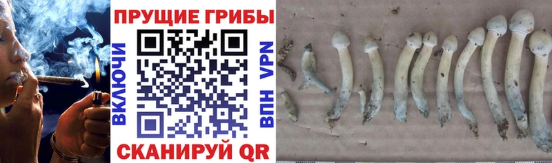 Псилоцибиновые грибы прущие грибы hydra ссылки Кингисепп